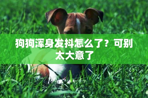 狗狗渾身發抖怎么了？可別太大意了