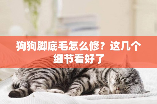 狗狗腳底毛怎么修？這幾個細節看好了