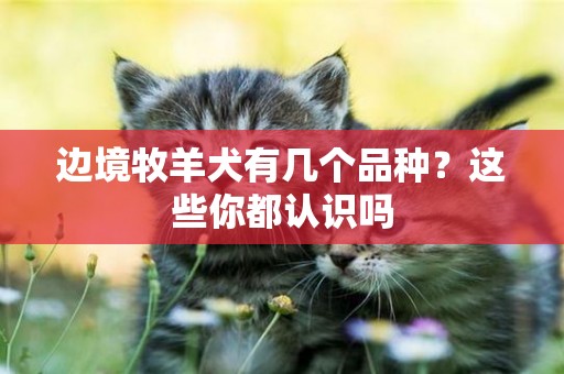 邊境牧羊犬有幾個品種？這些你都認識嗎