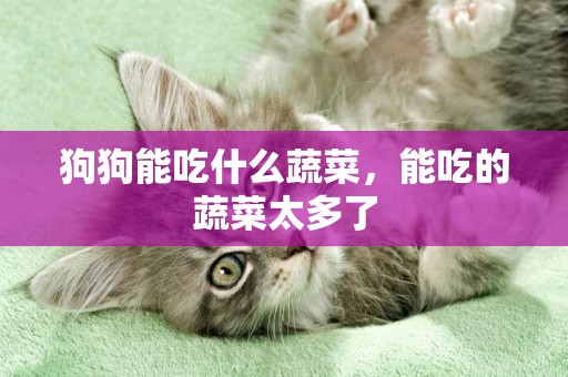 狗狗能吃什么蔬菜，能吃的蔬菜太多了