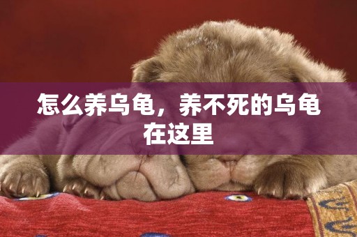 怎么養烏龜，養不死的烏龜在這里