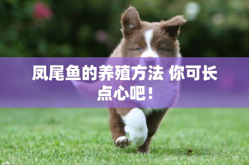 鳳尾魚的養殖方法 你可長點心吧！