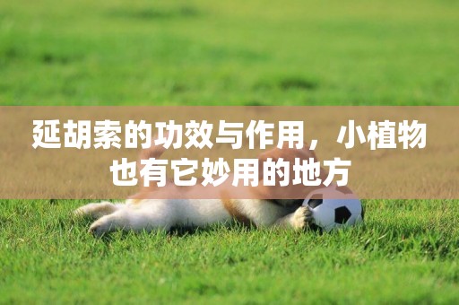 延胡索的功效與作用，小植物也有它妙用的地方