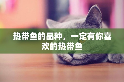 熱帶魚的品種，一定有你喜歡的熱帶魚