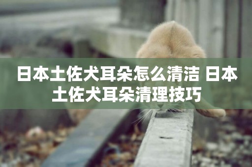 日本土佐犬耳朵怎么清潔 日本土佐犬耳朵清理技巧
