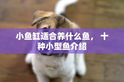 小魚缸適合養什么魚， 十種小型魚介紹