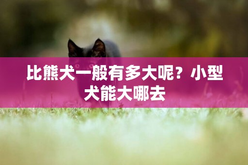 比熊犬一般有多大呢？小型犬能大哪去