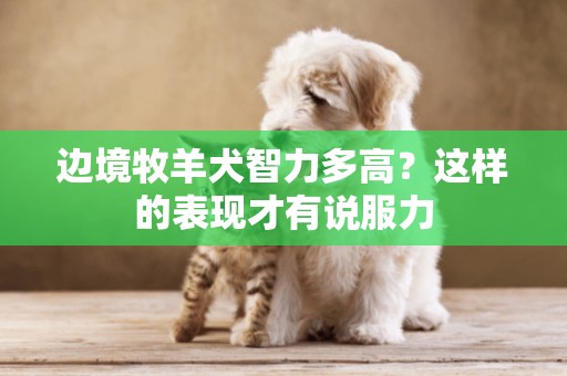 邊境牧羊犬智力多高？這樣的表現才有說服力
