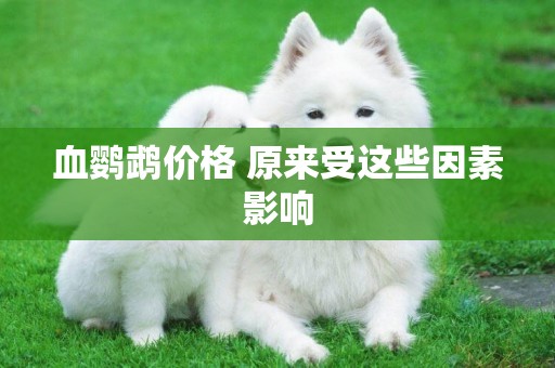 血鸚鵡價格 原來受這些因素影響