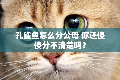 孔雀魚怎么分公母 你還傻傻分不清楚嗎？