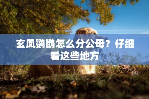 玄鳳鸚鵡怎么分公母？仔細看這些地方