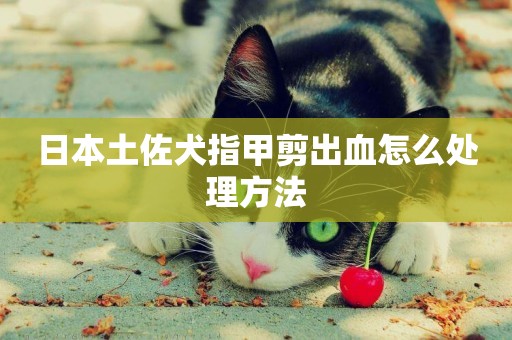 日本土佐犬指甲剪出血怎么處理方法
