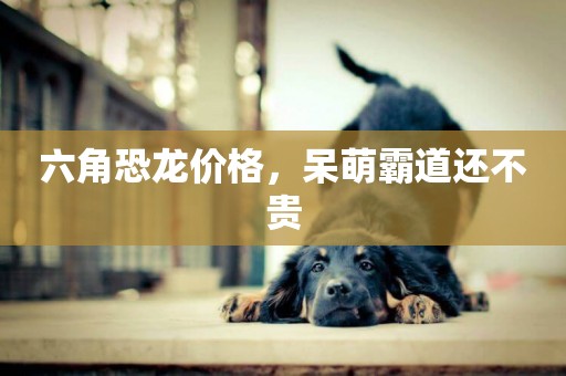 六角恐龍價格，呆萌霸道還不貴