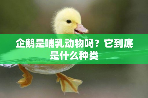 企鵝是哺乳動物嗎？它到底是什么種類