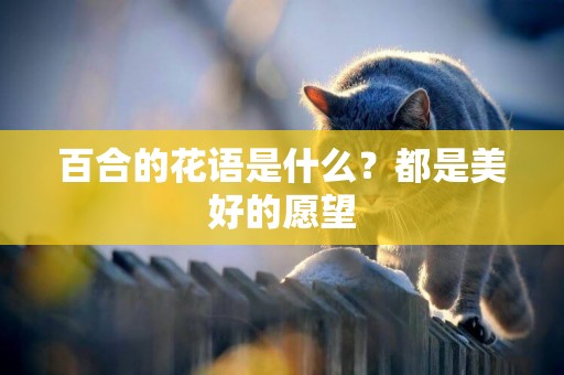 百合的花語是什么？都是美好的愿望