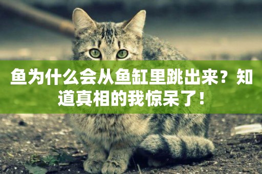 魚為什么會從魚缸里跳出來？知道真相的我驚呆了！