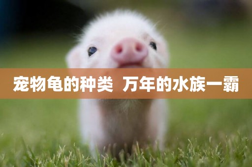 寵物龜的種類  萬年的水族一霸