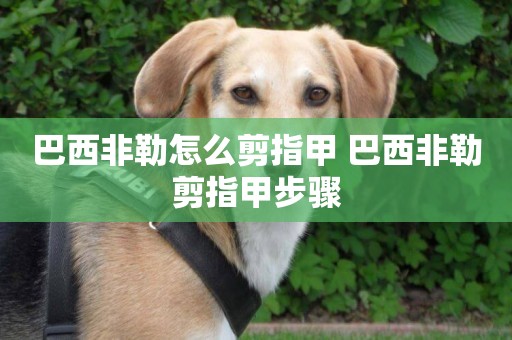 巴西非勒怎么剪指甲 巴西非勒剪指甲步驟