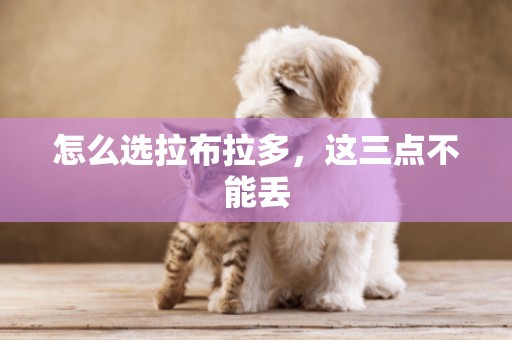 怎么選拉布拉多，這三點不能丟