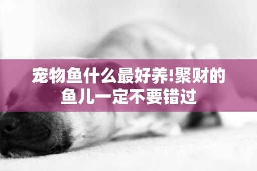 寵物魚什么最好養!聚財的魚兒一定不要錯過
