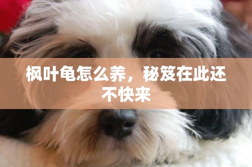 楓葉龜怎么養，秘笈在此還不快來