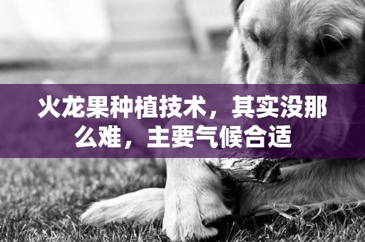 火龍果種植技術，其實沒那么難，主要氣候合適