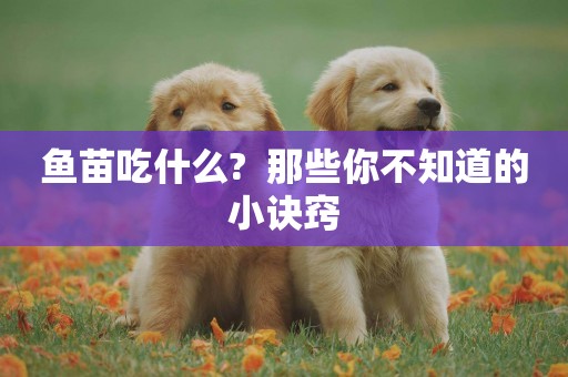 魚苗吃什么?  那些你不知道的小訣竅