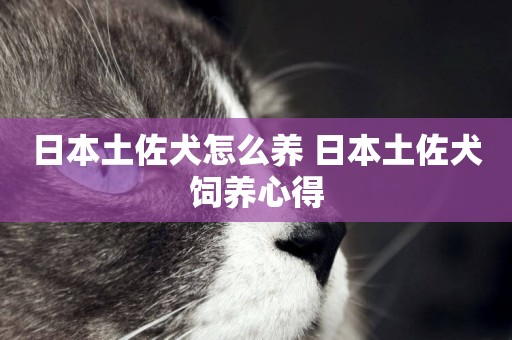 日本土佐犬怎么養 日本土佐犬飼養心得