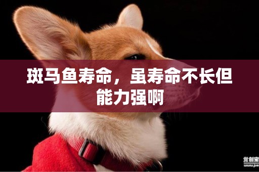 斑馬魚壽命，雖壽命不長但能力強啊