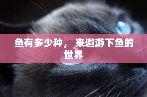 魚有多少種， 來遨游下魚的世界