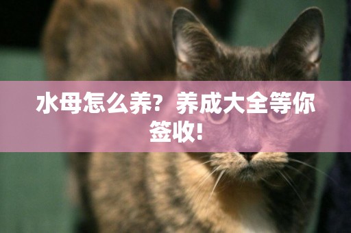 水母怎么養?  養成大全等你簽收!