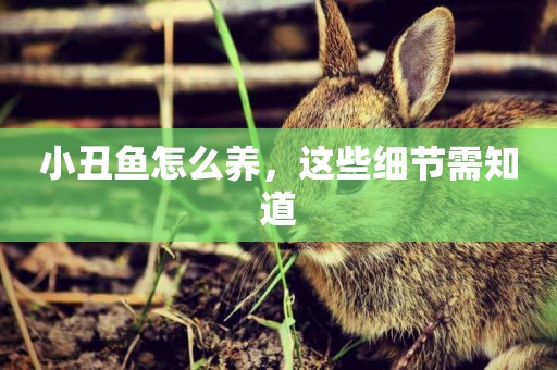 小丑魚怎么養，這些細節需知道