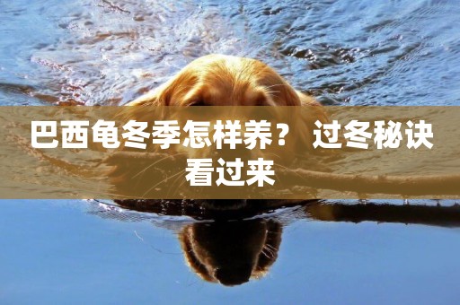 巴西龜冬季怎樣養？ 過冬秘訣看過來