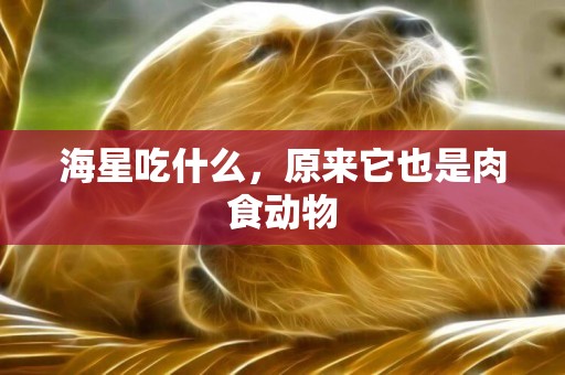 海星吃什么，原來它也是肉食動物