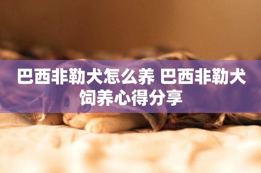 巴西非勒犬怎么養 巴西非勒犬飼養心得分享