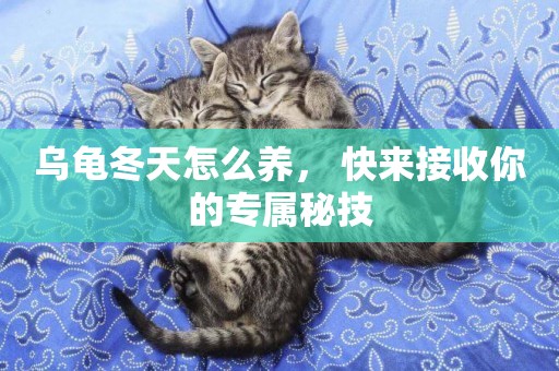 烏龜冬天怎么養， 快來接收你的專屬秘技