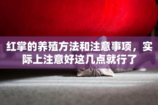 紅掌的養殖方法和注意事項，實際上注意好這幾點就行了