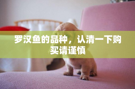 羅漢魚的品種，認清一下購買請謹慎