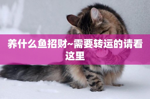 養什么魚招財~需要轉運的請看這里
