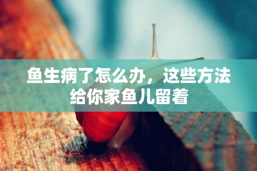 魚生病了怎么辦，這些方法給你家魚兒留著