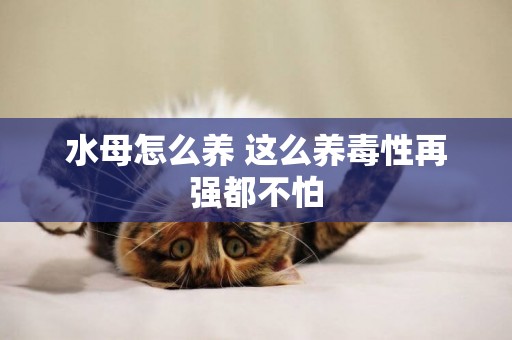 水母怎么養 這么養毒性再強都不怕