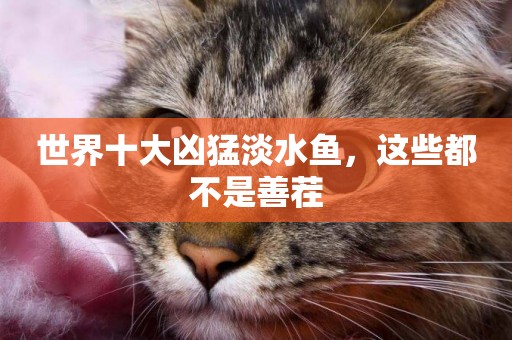 世界十大兇猛淡水魚，這些都不是善茬