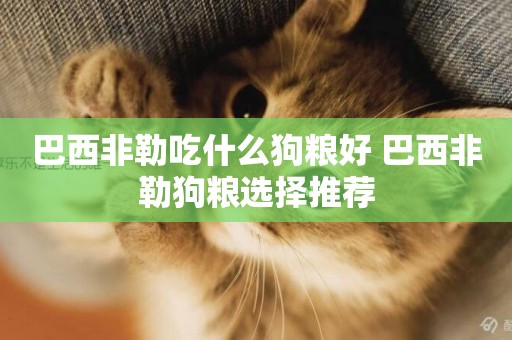 巴西非勒吃什么狗糧好 巴西非勒狗糧選擇推薦