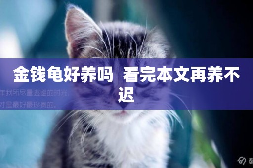 金錢龜好養嗎  看完本文再養不遲