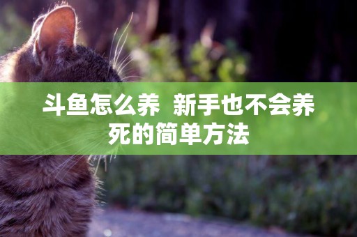 斗魚怎么養  新手也不會養死的簡單方法