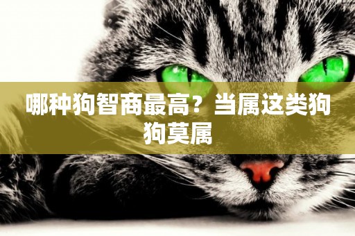 哪種狗智商最高？當屬這類狗狗莫屬