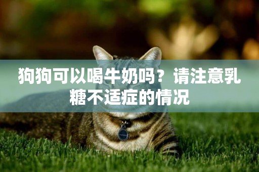 狗狗可以喝牛奶嗎？請注意乳糖不適癥的情況