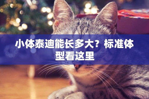 小體泰迪能長多大？標準體型看這里