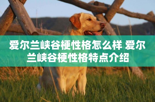 愛爾蘭峽谷梗性格怎么樣 愛爾蘭峽谷梗性格特點介紹