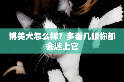 博美犬怎么樣？多看幾眼你都會迷上它